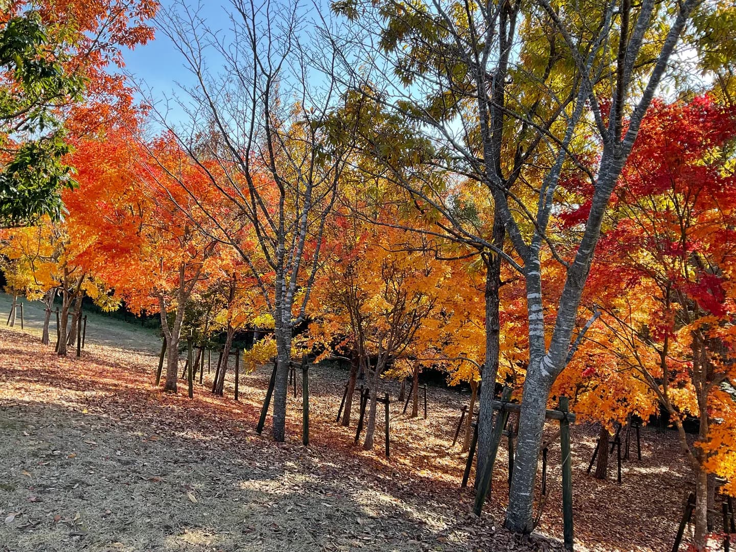 年間行事の写真 6