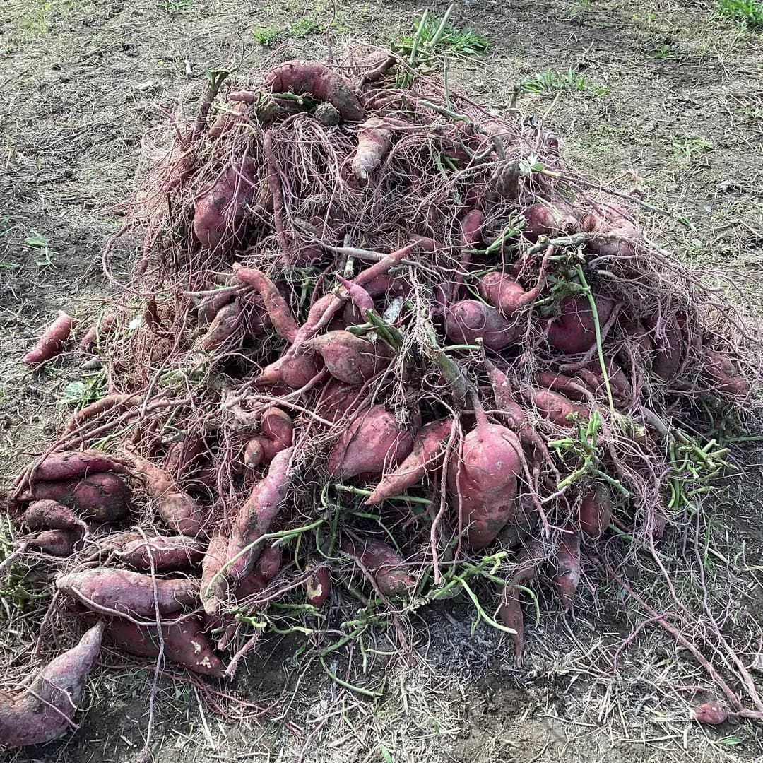 年間行事の写真 8