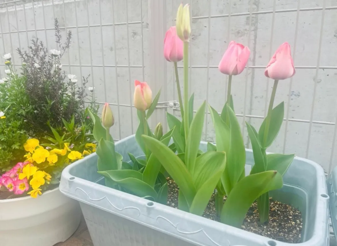 相手の想いを聴けるこども